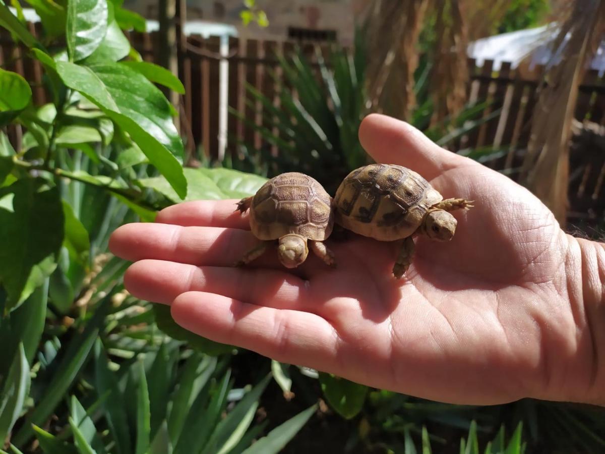 Lotus Turtle Garden