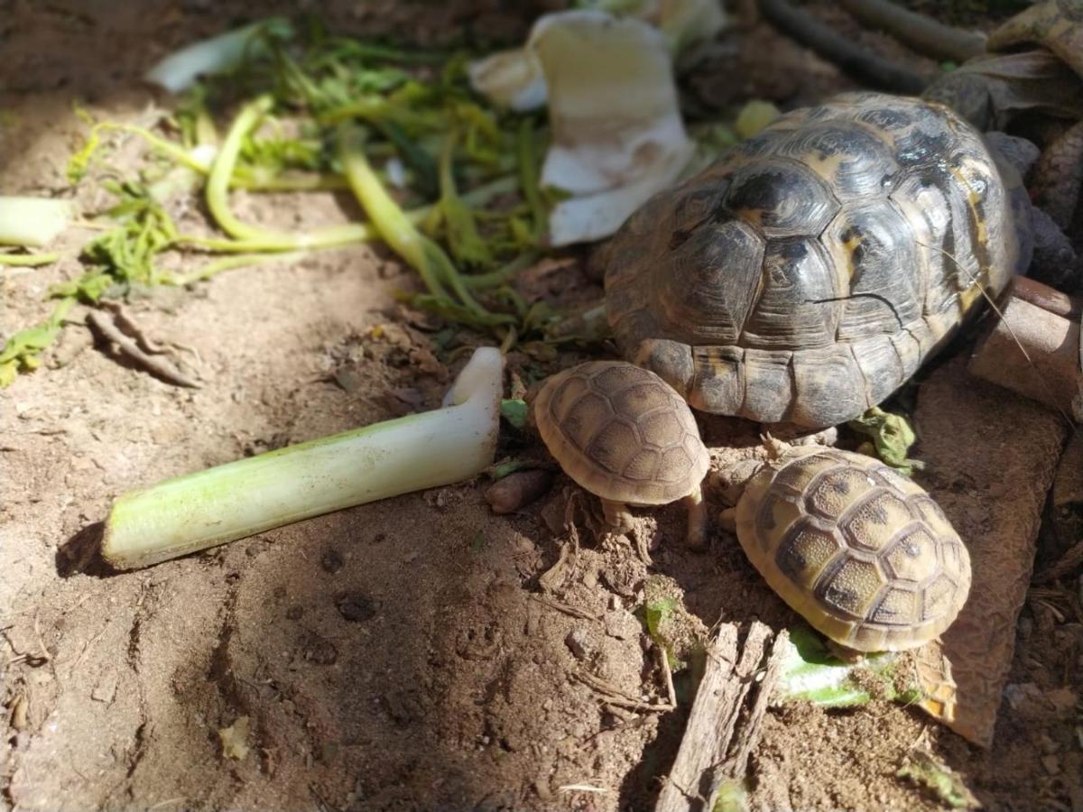 Lotus Turtle Garden דירה אילת