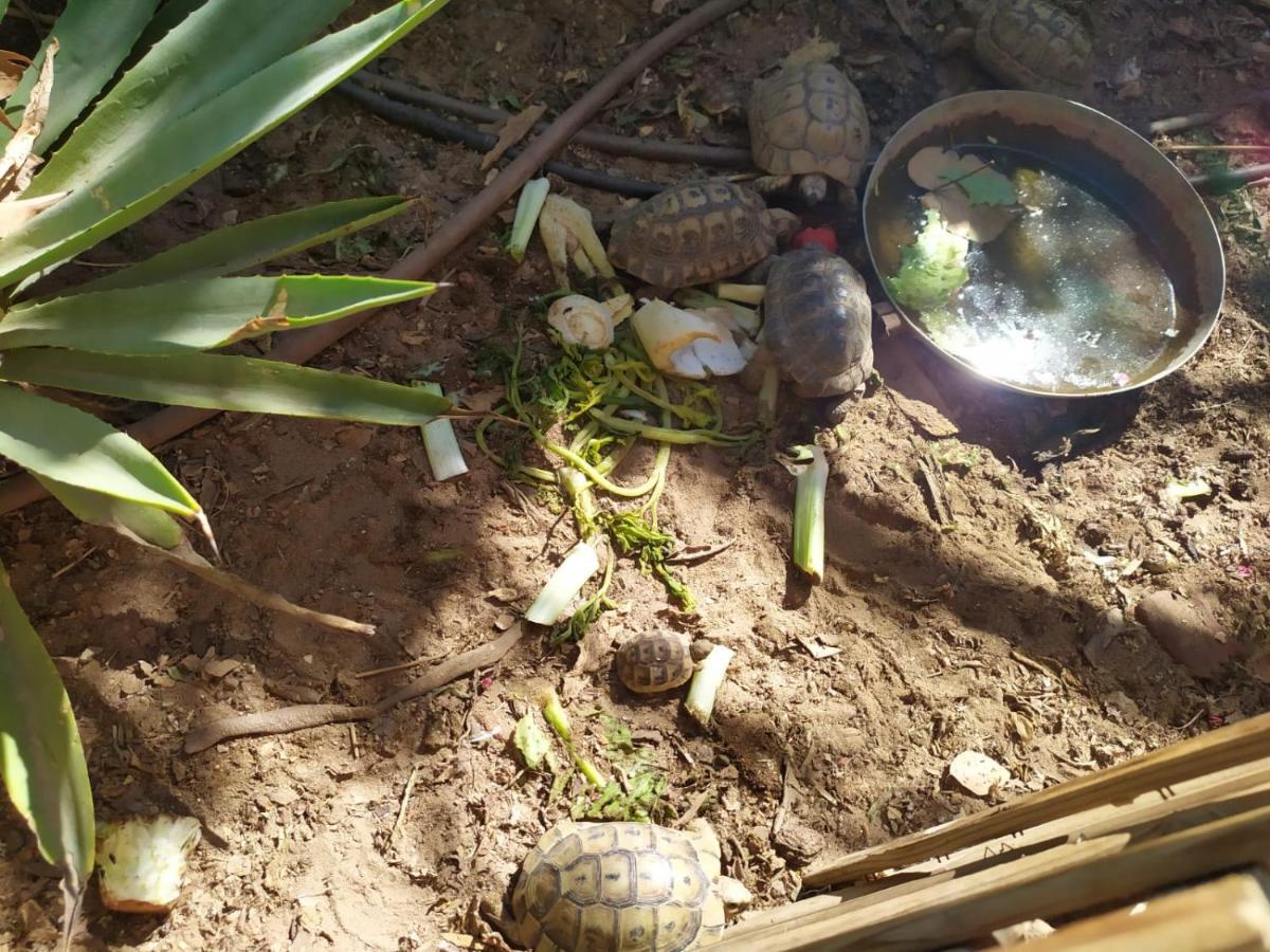 דירה Lotus Turtle Garden *