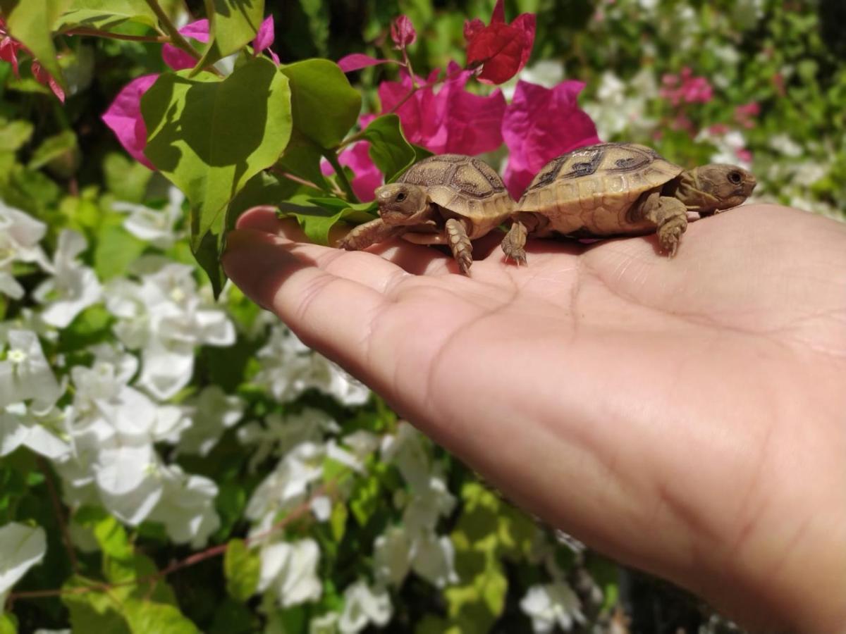 דירה Lotus Turtle Garden *
